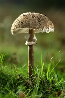 Parasol Mushroom - Habitat - in open woods & pastures. Kent deer park, UK. October. Edibility - excellent