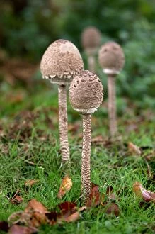 Parasol Mushroom - Found in open woodlands & pastures. A group of young parasols prior to the cap flattening