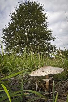 Images Dated 26th October 2012: Parasol Mushroom - under a tree in autumn