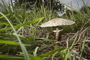 Images Dated 26th October 2012: Parasol Mushroom - under a tree in autumn