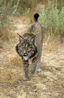 Images Dated 1st February 2004: Pardel Lynx / Iberian Lynx - Endangered - Very similar to Lynx as distinguished by smaller size