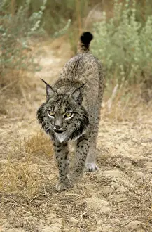Pardel Lynx / Iberian Lynx - Endangered - Very similar to Lynx as distinguished by smaller size and heavier and smaller spots and more pronounced chin beard