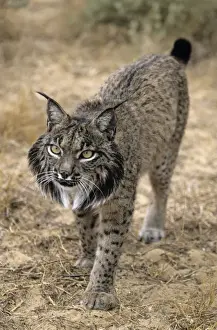 Lynx Prints: Pardel Lynx / Iberian Lynx - Endangered - Very similar to Lynx as distinguished by smaller size and heavier