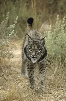 Pardel Lynx / Iberian Lynx - Endangered - Very similar to Lynx as distinguished by smaller size and heavier and smaller spots and more pronounced chin beard