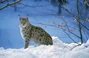 Images Dated 6th March 2008: Pardel Lynx - in snow