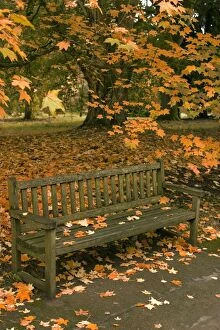 Park Bench - under a Maple Tree in autumn