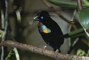 Birds Of Paradise Prints: Parotia / 6-wired Bird of Paradise Papua New Guinea