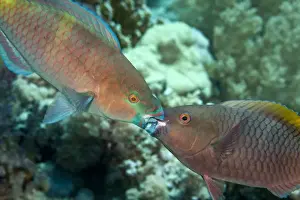 Marine Prints: Parrot Fish - two fighting each other - Red Sea