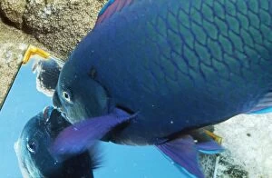 Images Dated 18th August 2008: Parrot Fish - looking in mirror