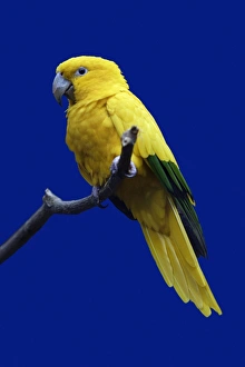 Parrot, Golden Conure - bird on perch