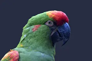 Macaws Prints: Parrot Red-fronted Macaw - portrait, Hessen, Germany