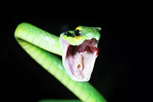 Parrot Snake - mouth open