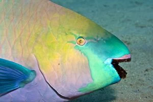 Fish Gallery: Parrotfish - with algae-filled teeth
