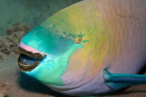 Images Dated 19th September 2007: Parrotfish - with algae-filled teeth - Red Sea