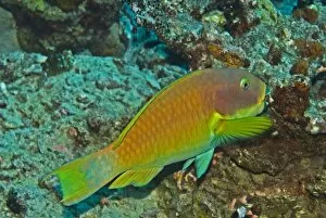 Parrotfish - Carrying away a piece of what looks like coral in its mouth. Very unusual behavour