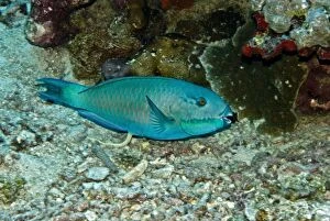 Images Dated 15th April 2007: Parrotfish - excreting fetal matter - possibly because it is going through a colour change this
