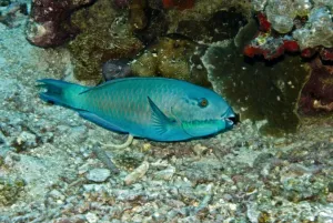 Behavour Prints: Parrotfish - excreting fetal matter - possibly because it is going through a colour change this fish is impossible to