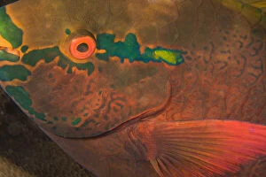 Undersea Gallery: Parrotfish (Scarus sp.) asleep at night