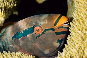 Parrotfish (Scarus sp) asleep at night. Similan Islands, Andaman Sea, Thailand