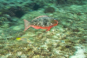 Undersea Gallery: Parrotfish, scuba diving at Richelieu Rock