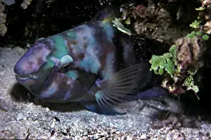 Parrotfish - sleeping in the safety of it's sand spotted mucus cocoon. The cocoon is made by inflating the mucus coating on the fishes scales and keeps ectoparsites and other creatures away while the fish sleeps. Heron Island