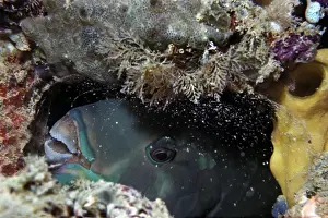 Cocoon Prints: Parrotfish - sleeping in the safety of its sand spotted mucus cocoon