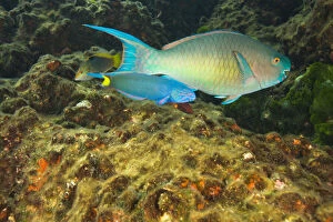 Scuba Gallery: Parrotfish & Wrasse, scuba diving at Richelieu
