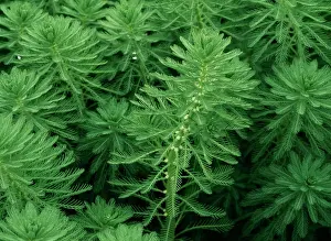 Parrots Feather Invasive aquatic from S. America. In Ashdown Forest East Sussex