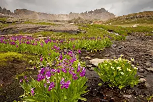 Montane Prints: Parry's Primrose - with Caltha leptosepala at Bullion Lake-Porphyry area