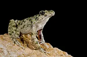 Anura Prints: Parsley Frog - Ligury - Italy