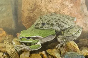 Anura Prints: Parsley Frog and Stripeless Tree Frog (Hyla meridionalis) - mating - Ligury - Italy