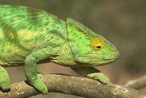 Parsons Chameleon, close up on branch