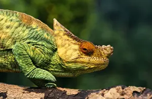 Texture Prints: Parson's Chameleon COS 713 Walking across log Madagascar © Bill Coster / ARDEA LONDON
