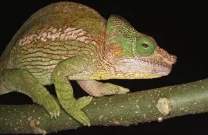 Parsons Prints: Parson's Chameleon Madagascar