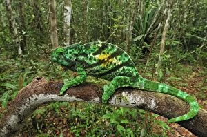 Parsons Chameleons - male (Calumma parsonii)