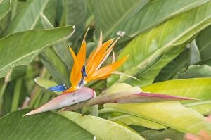 Particular of inflorescence of crane flower or bird of