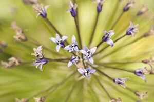 Blooms Gallery: Particular of inflorescence of Scilla hughii or Oncostem