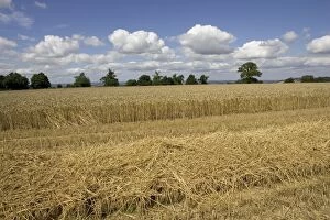 Partly harvested wheat field, Chipping Campden, Cotswolds