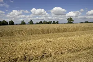 Harvested Prints: Partly harvested wheat field, Chipping Campden, Cotswolds, Britain