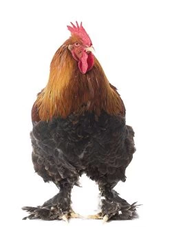 Combs Gallery: Partridge Cochin Chicken Cockerel / Rooster