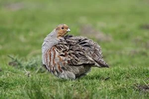 Images Dated 28th May 2006: Partridge-male preening itself on field, Northumberland UK