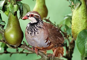 Gamebird Collection: Partridge In a pear tree