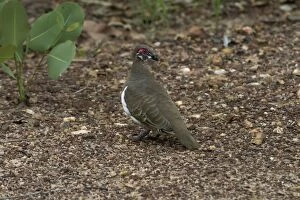 Images Dated 13th December 2003: Partridge Pigeon Kakadu National Park, Northern Territory, Australia