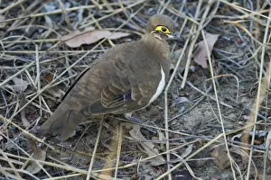 Partridge Pigeon Kimberley subspecies This race which has the orbital skin a deep yellow is restricted to the far north of the Kimberley where it inhabits cleared areas with short grasses