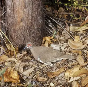 Partridge Pigeon - stood over nest, egg visible