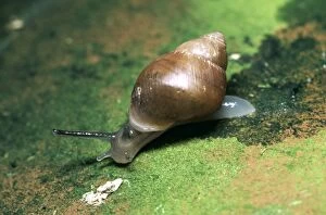 Images Dated 26th July 2004: Partula / Polynesian Snail Endangered