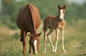 Paso Peruano Horse Mare & Foal, Coto Donana S. Spain