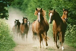 Horses Gallery: Paso Peruano HORSES - galloping. Herd raising dust on track