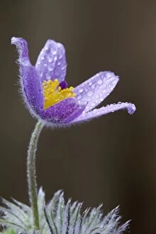 Images Dated 5th April 2010: Pasque Flower