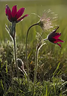 A pasque flower, in flower and fruit. Endemic to the CEVENNES area of France